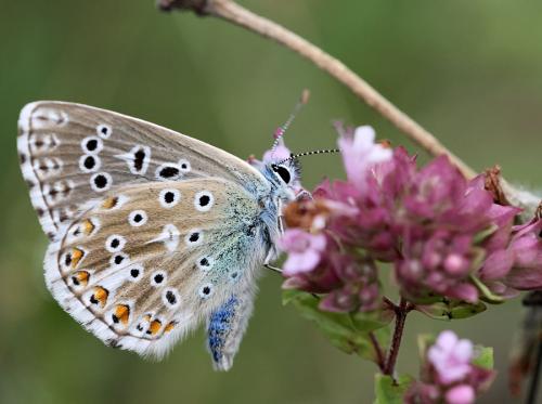 Polyommatus bellargus