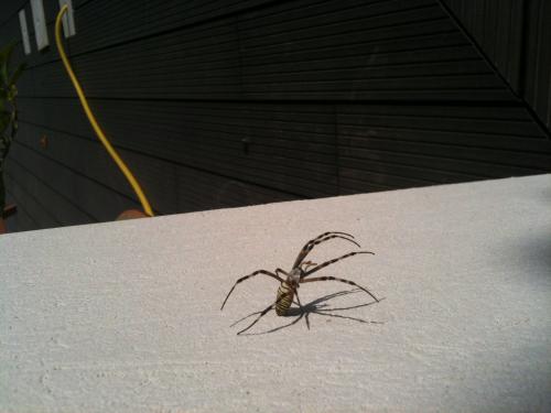 Argiope bruennichi