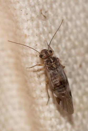 Amphigerontia contaminata