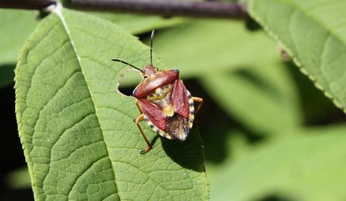 Carpocoris purpureipennis