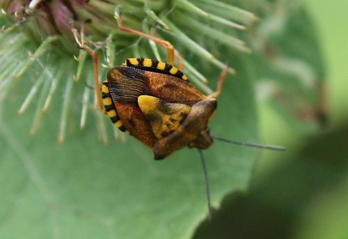 Carpocoris purpureipennis