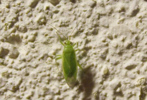 Réf. 91 434 : Orthotylus sp.