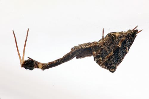 Uloborus plumipes