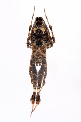 Réf. 91 575 : Uloborus plumipes