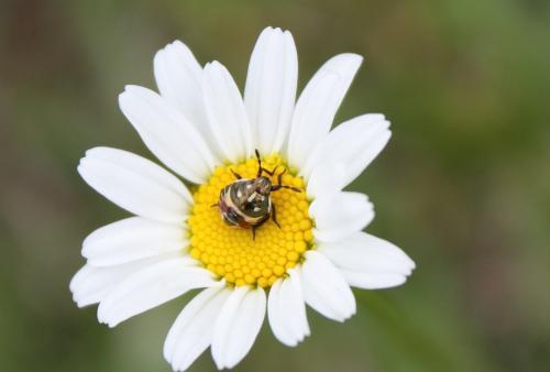Carpocoris sp.