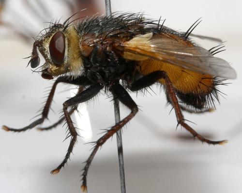 Réf. 91 467 : Tachina nupta