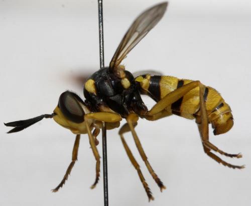 Leopoldius diadematus
