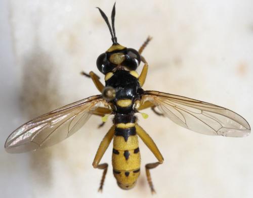 Leopoldius diadematus