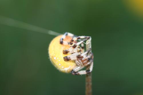 Araneus quadratus