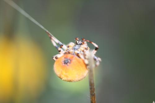 Araneus quadratus