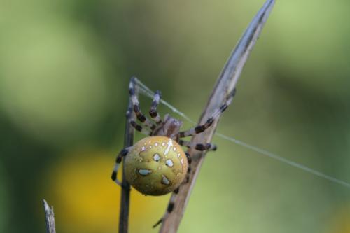 Araneus quadratus
