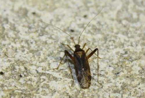 Phytocoris sp.