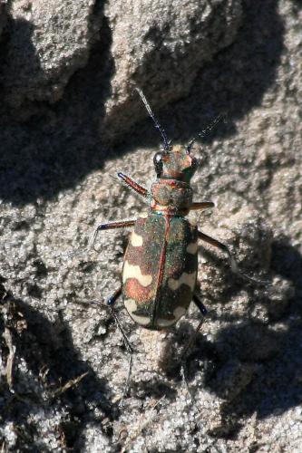 Cicindela hybrida