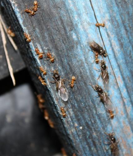 Réf. 91 699 : Lasius flavus