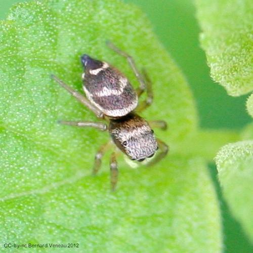 Heliophanus tribulosus