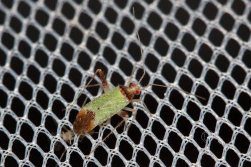 Phytocoris abeillei