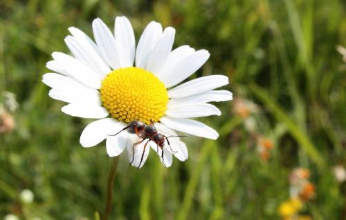Formica sp.