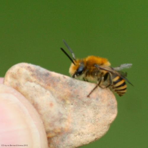 Colletes sp.