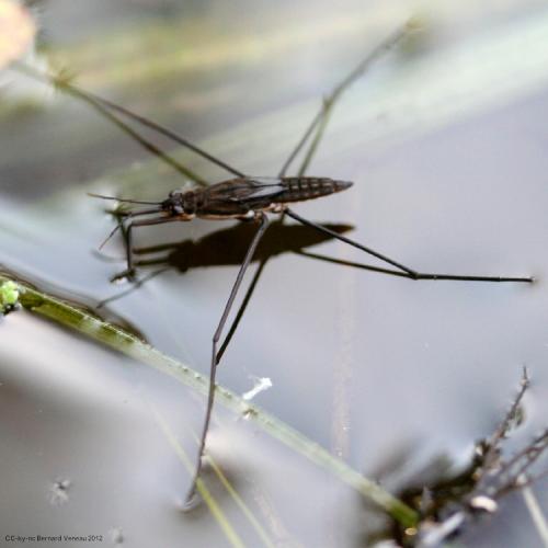 Gerris sp.
