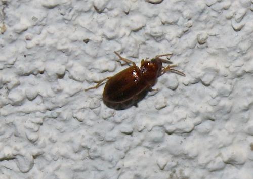 Bradycellus sp.