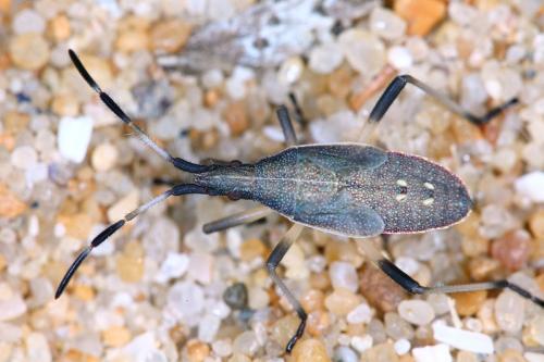 Dicranocephalus sp.