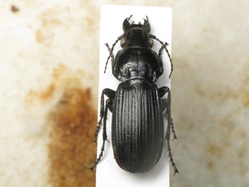 Abax schueppeli