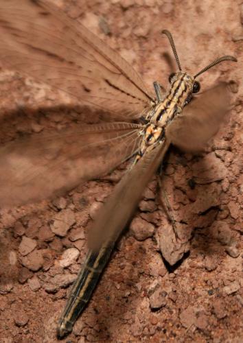Lopezus arabicus