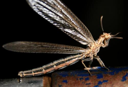 Lopezus arabicus