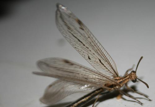 Lopezus arabicus