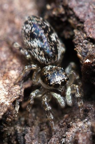 Salticus zebraneus