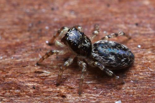 Salticus zebraneus