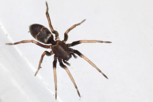 Micaria sp.