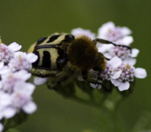 Trichius sp.