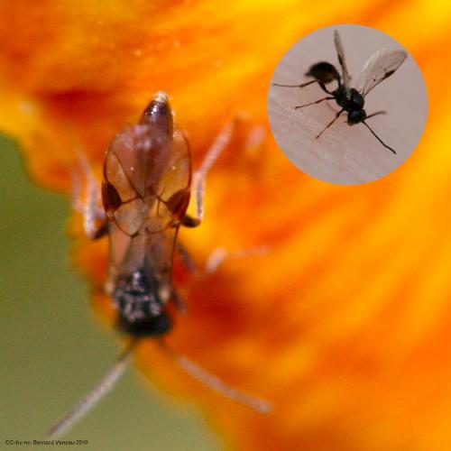 Réf. 91 047 : Tersilochinae inconnu