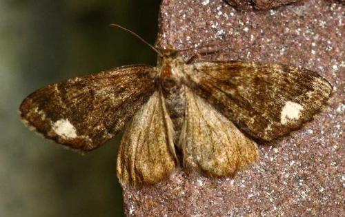 Parectropis similaria
