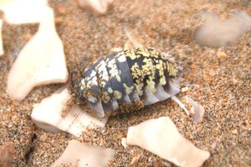 Porcellio sp.