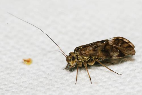 Metylophorus nebulosus