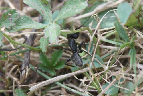 Camponotus vagus