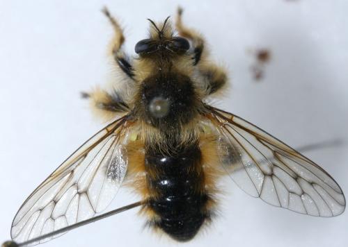 Réf. 91 551 : Crobilocerus auriger