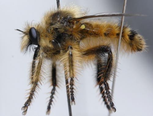 Réf. 91 552 : Crobilocerus auriger