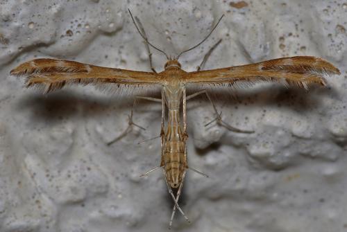 Oxyptilus sp.