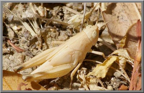 Réf. 91 059 : Locustinae inconnu