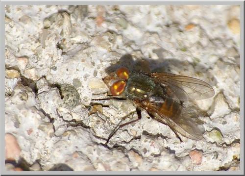 Rhyncomya sp.