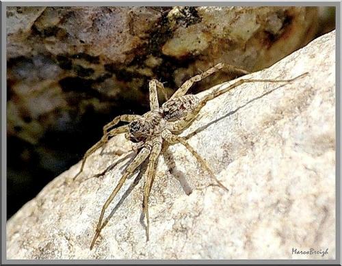 Pardosa sp.