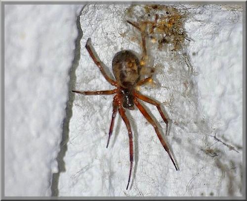 Réf. 91 352 : Steatoda nobilis