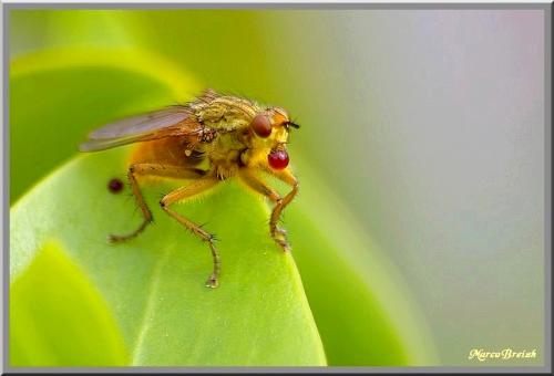 Réf. 91 695 : Scathophaga stercoraria
