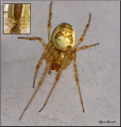 Metellina segmentata