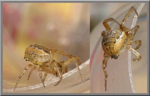 Zygiella x-notata