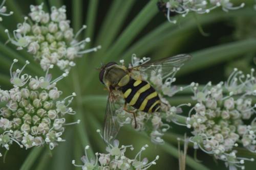 Syrphus vitripennis