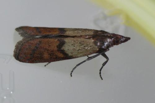 Réf. 91 124 : Plodia interpunctella
